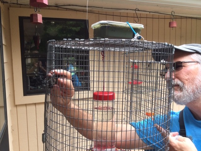 Ruby-throated Hummingbird - ML263311721