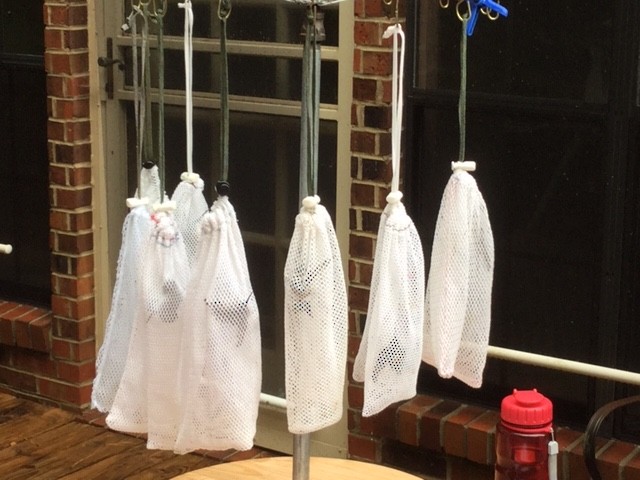 Ruby-throated Hummingbird - ML263311741