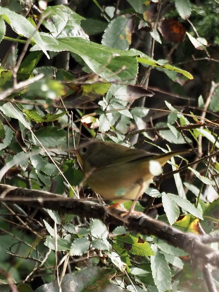 Common Yellowthroat - ML263311821