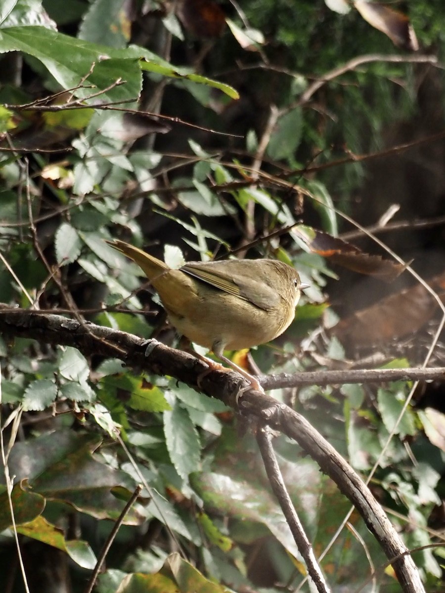 Common Yellowthroat - ML263312461