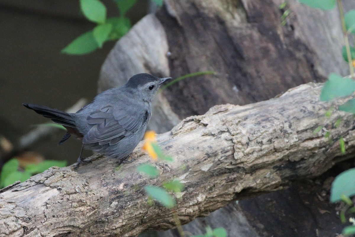 Gray Catbird - ML263312561