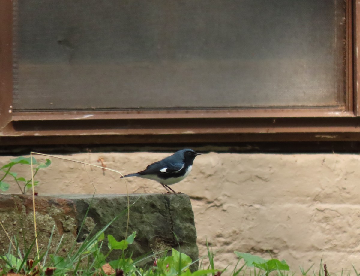 Black-throated Blue Warbler - ML263313261