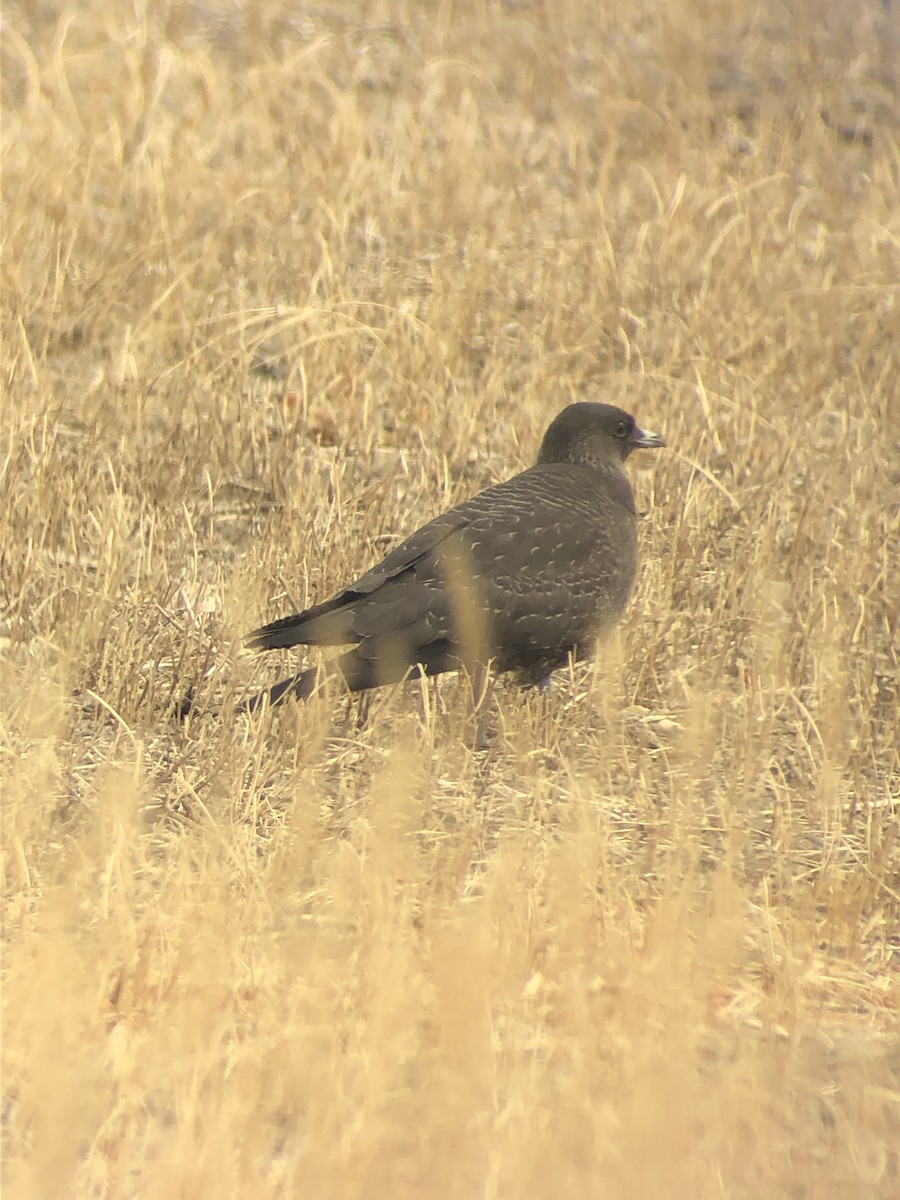 Long-tailed Jaeger - ML263315001