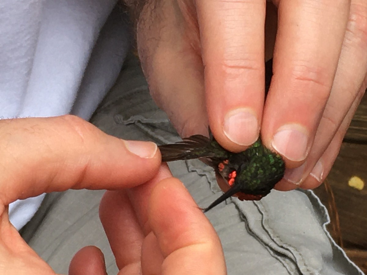 Ruby-throated Hummingbird - ML263315031