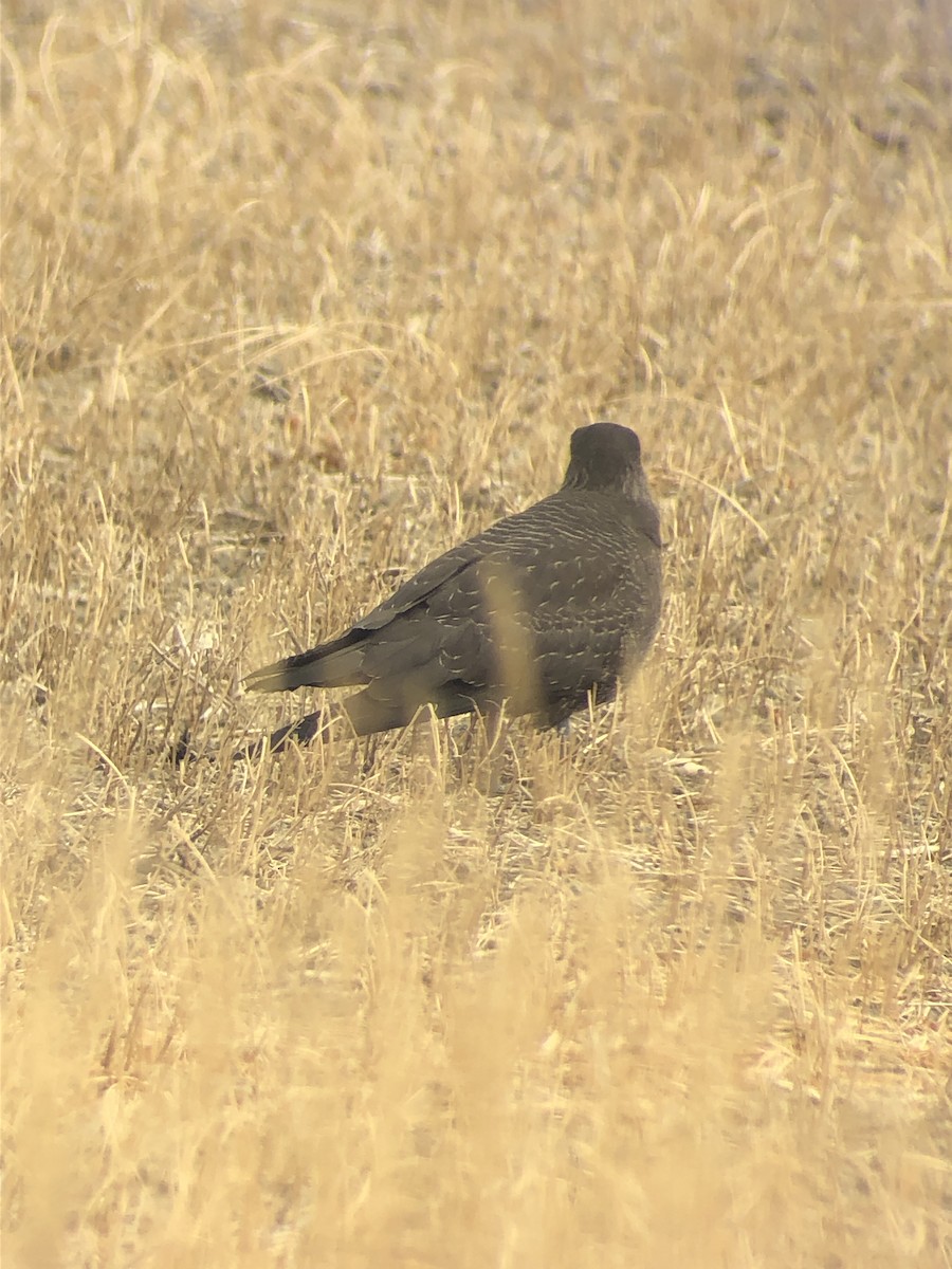 Long-tailed Jaeger - ML263315491