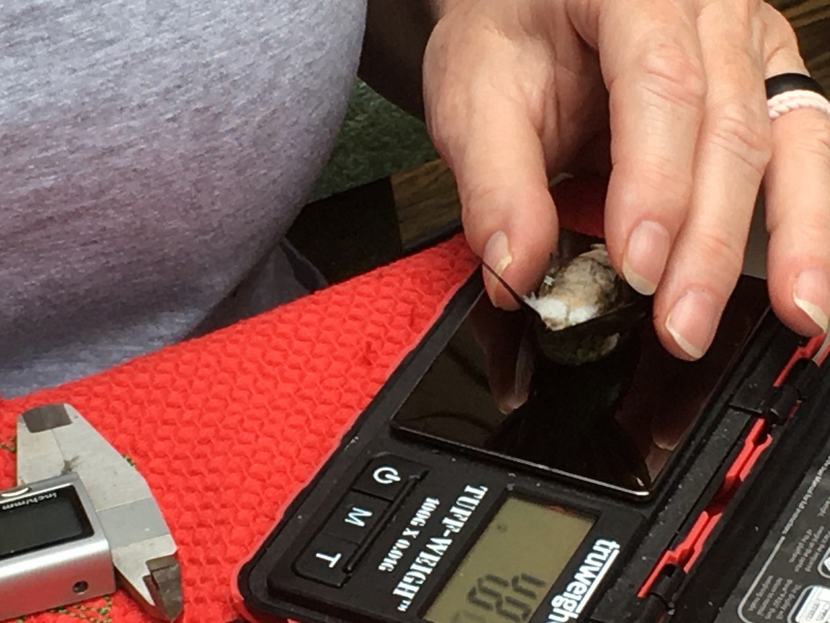 Ruby-throated Hummingbird - ML263315981