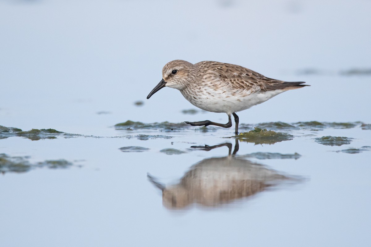 White-rumped Sandpiper - ML263317421