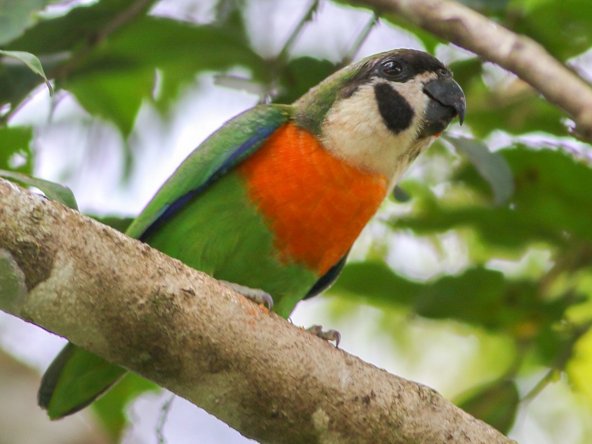 ホオグロイチジクインコ - eBird
