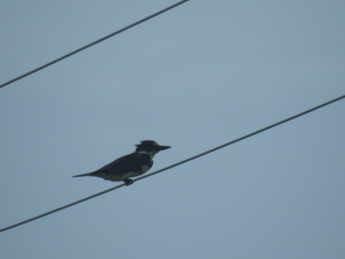 Belted Kingfisher - ML263319161