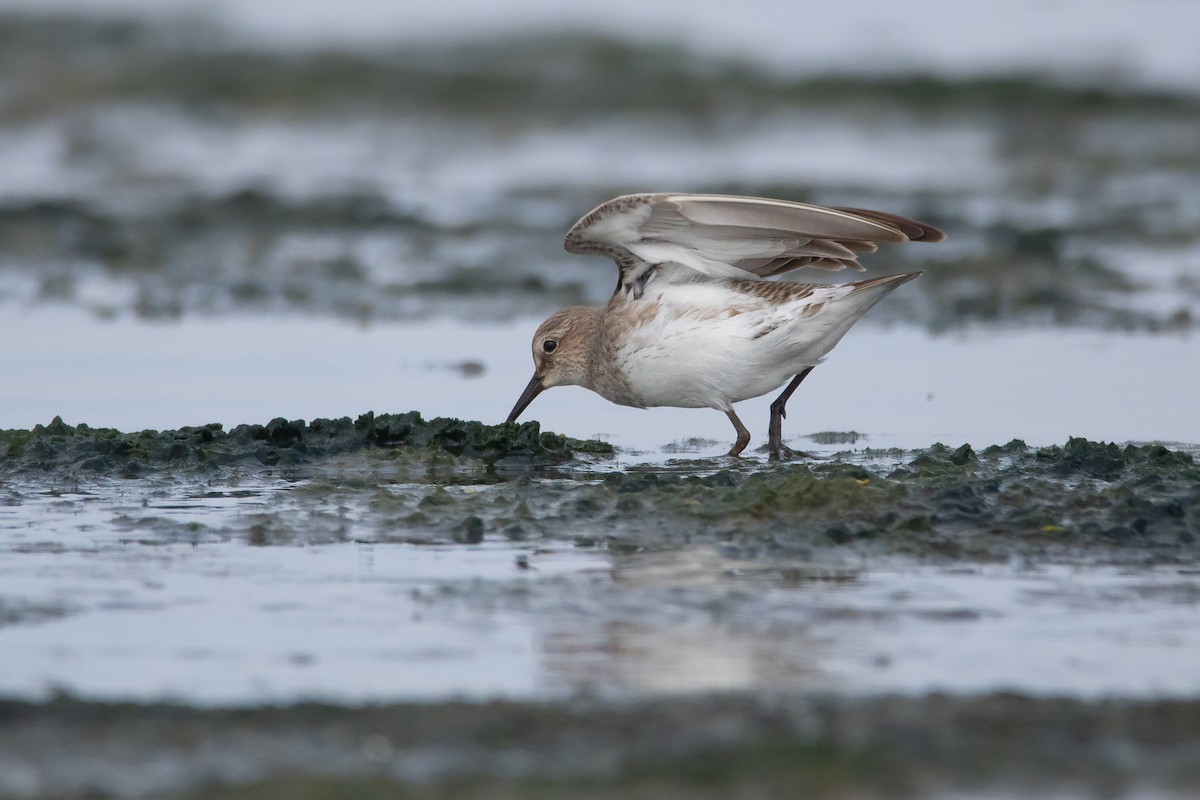 Weißbürzel-Strandläufer - ML263319581