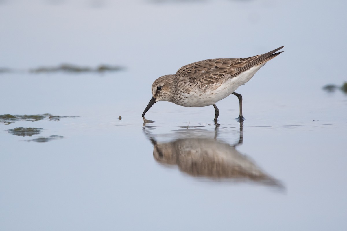 White-rumped Sandpiper - ML263320181