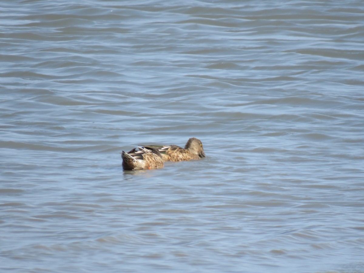 Northern Shoveler - ML263320471