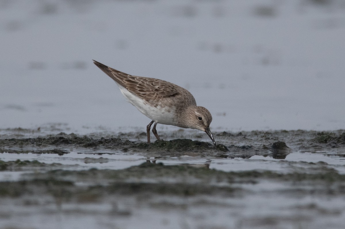 White-rumped Sandpiper - ML263320671