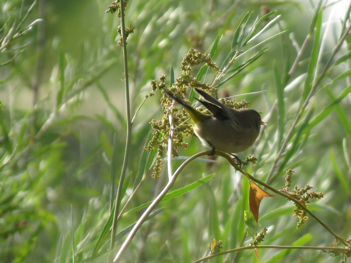 pinjeparula - ML263320861