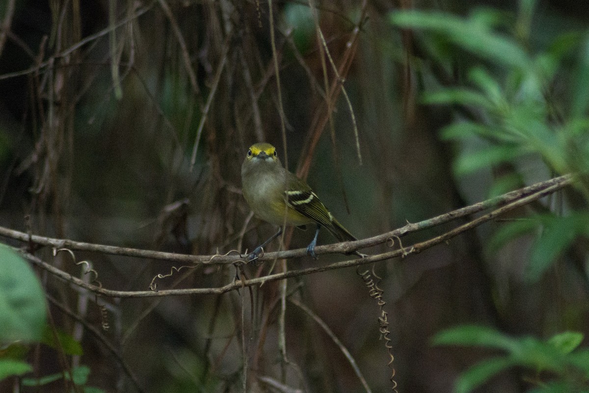 Vireo Ojiblanco - ML263320931