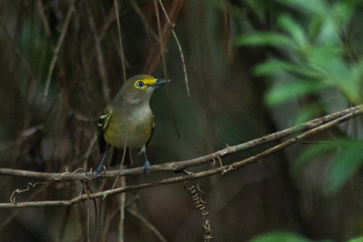 White-eyed Vireo - ML263321361