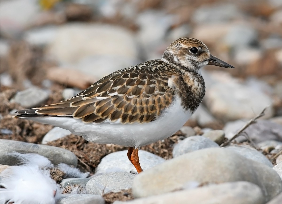 Ruddy Turnstone - Joshua van der Meulen