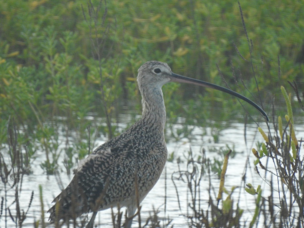 Long-billed Curlew - ML263321961