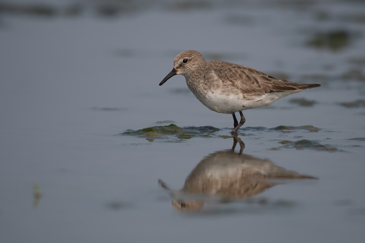 Weißbürzel-Strandläufer - ML263322121