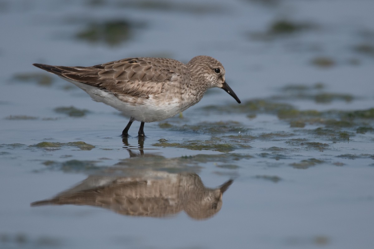 White-rumped Sandpiper - ML263322141