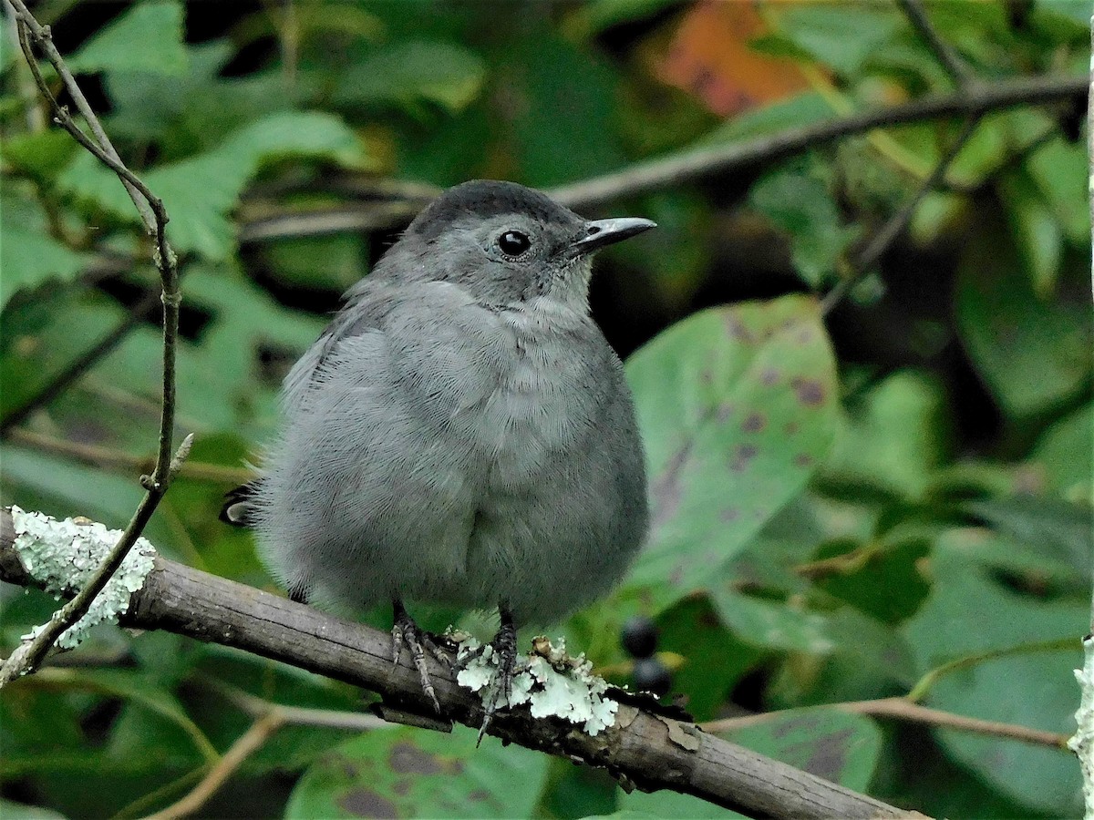 Gray Catbird - ML263322251