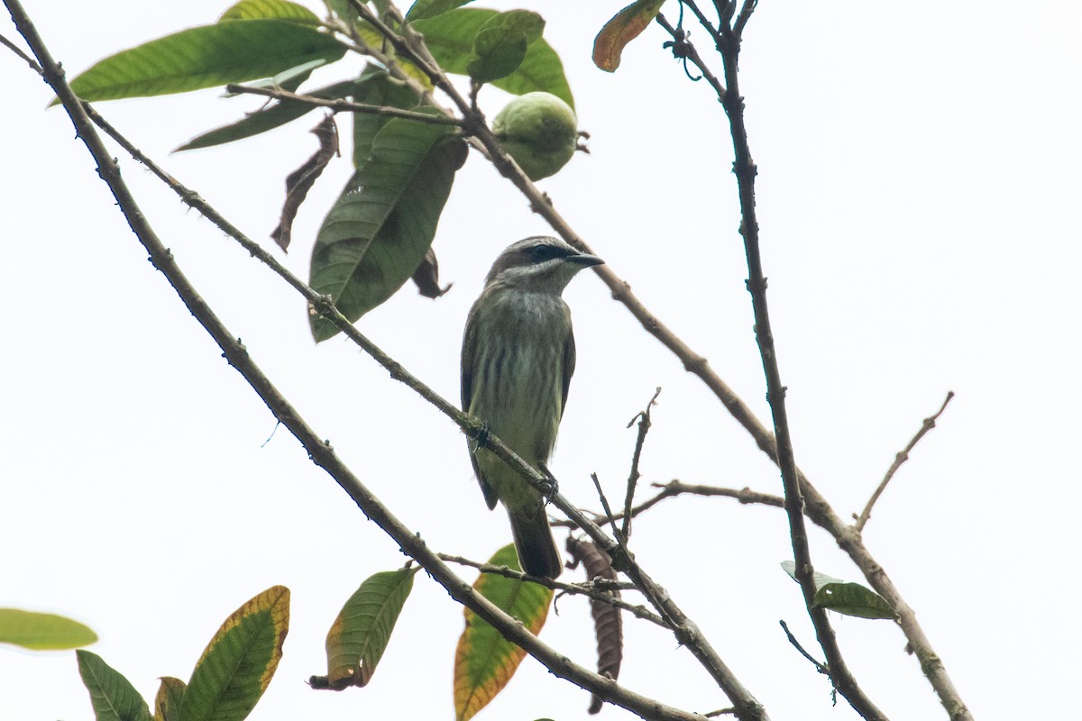 Piratic Flycatcher - ML263323681