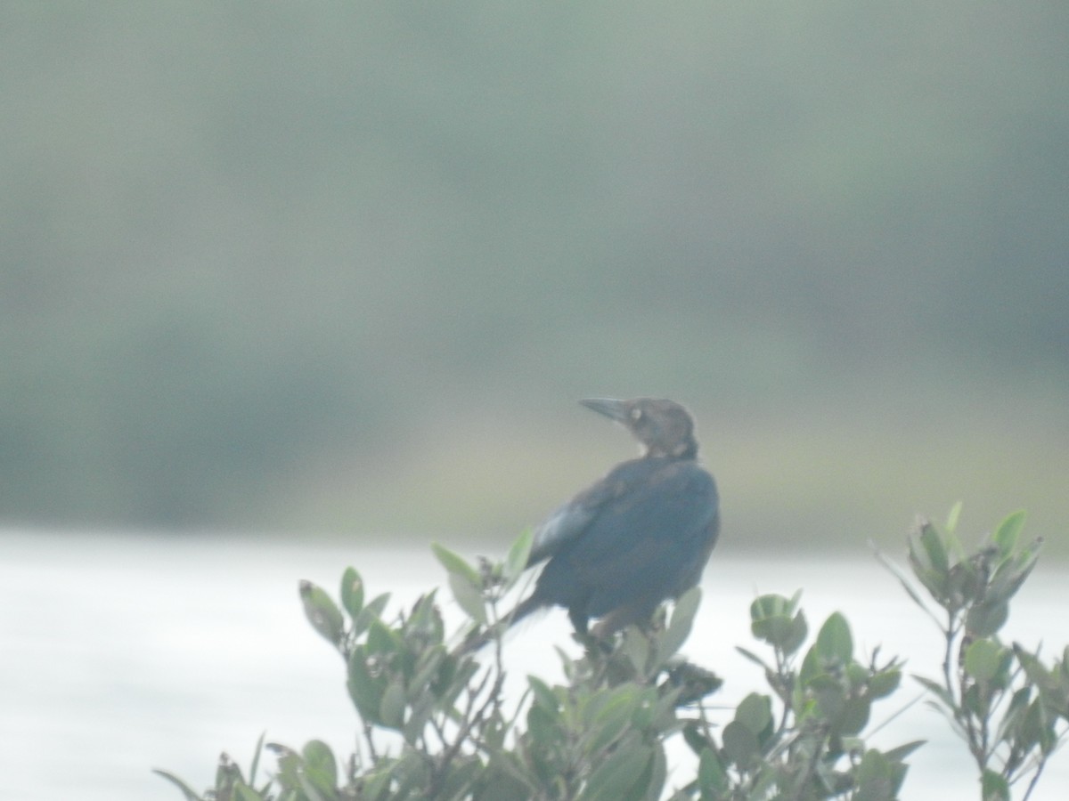 Great-tailed Grackle - ML263323771