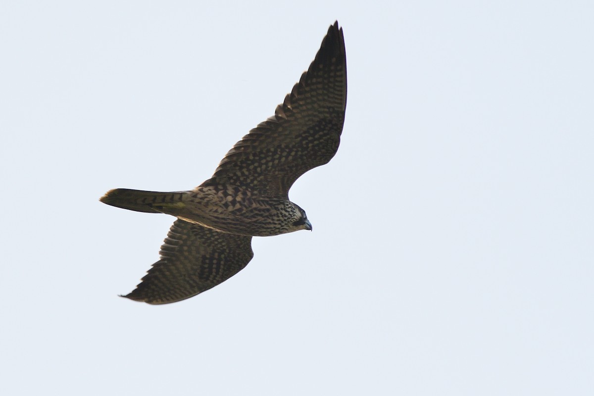 Peregrine Falcon - ML263324411