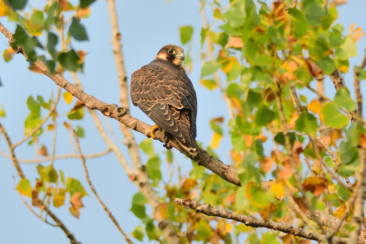 Peregrine Falcon - ML263324421