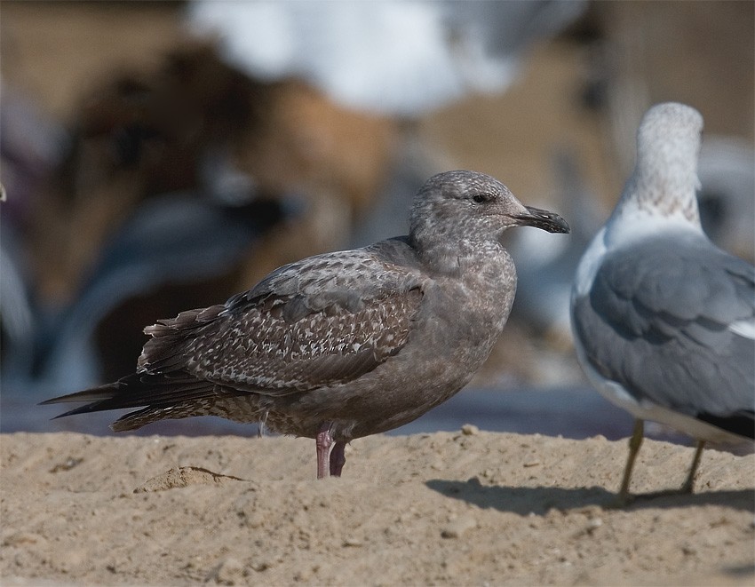 Western Gull - Gary Woods