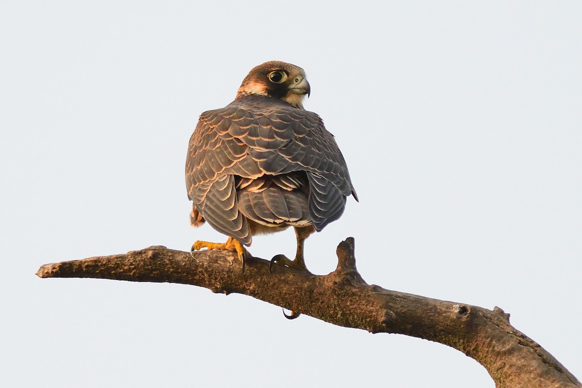 Peregrine Falcon - ML263324671