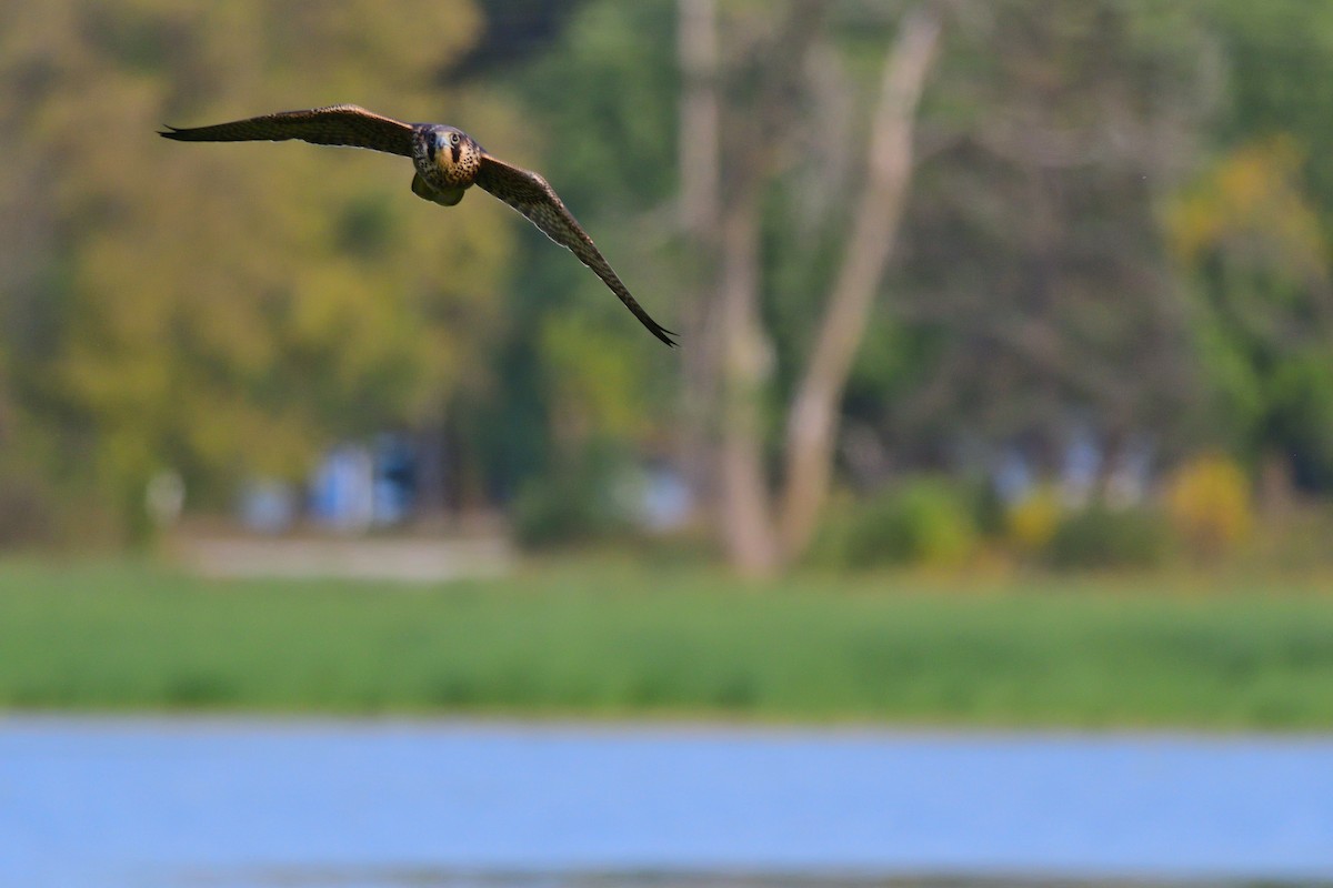 Peregrine Falcon - ML263325041