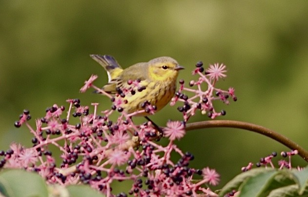 Cape May Warbler - Paul Clarke