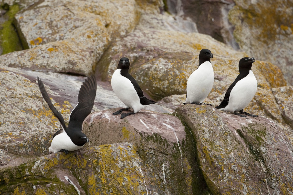 Razorbill - ML26332581