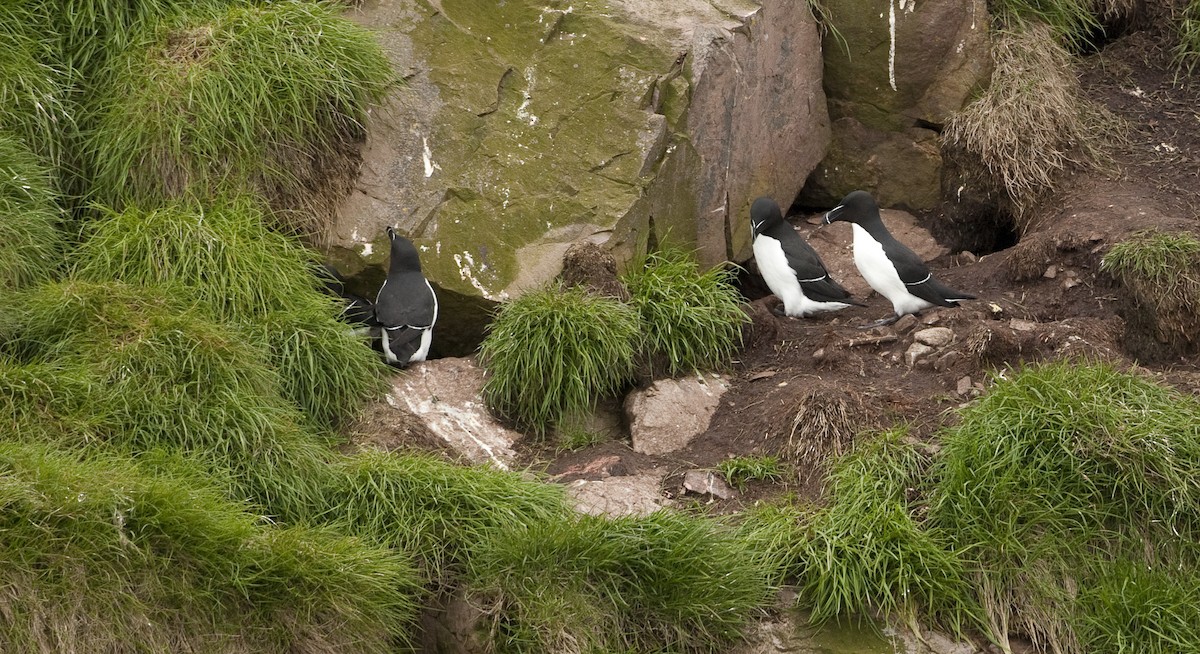 Razorbill - ML26332621