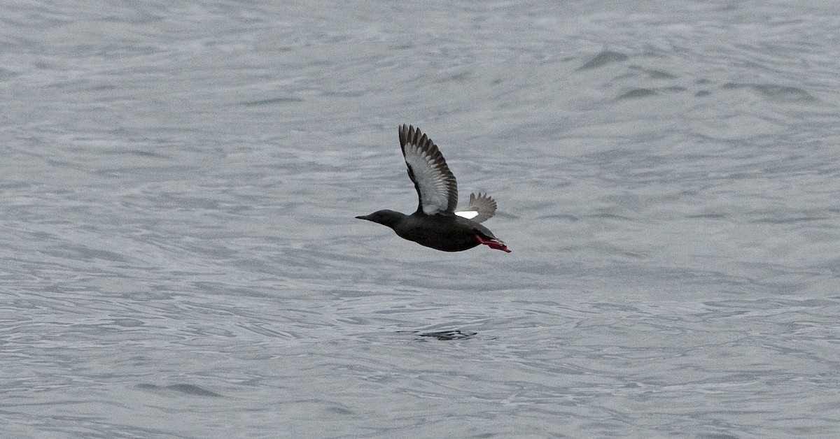 Black Guillemot - ML26332671