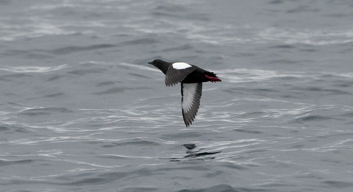 Black Guillemot - ML26332681