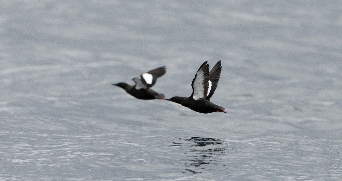 Black Guillemot - ML26332691