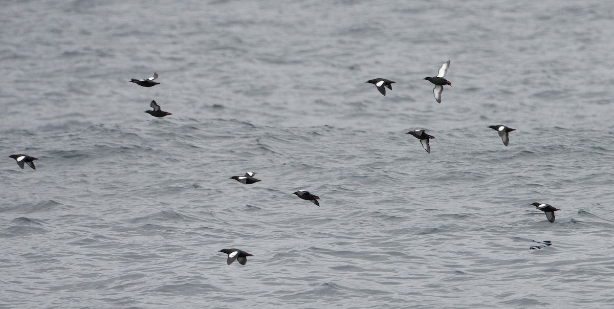 Black Guillemot - ML26332711