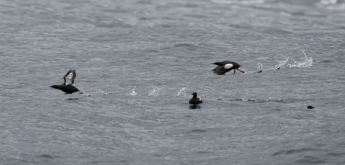 Black Guillemot - ML26332721