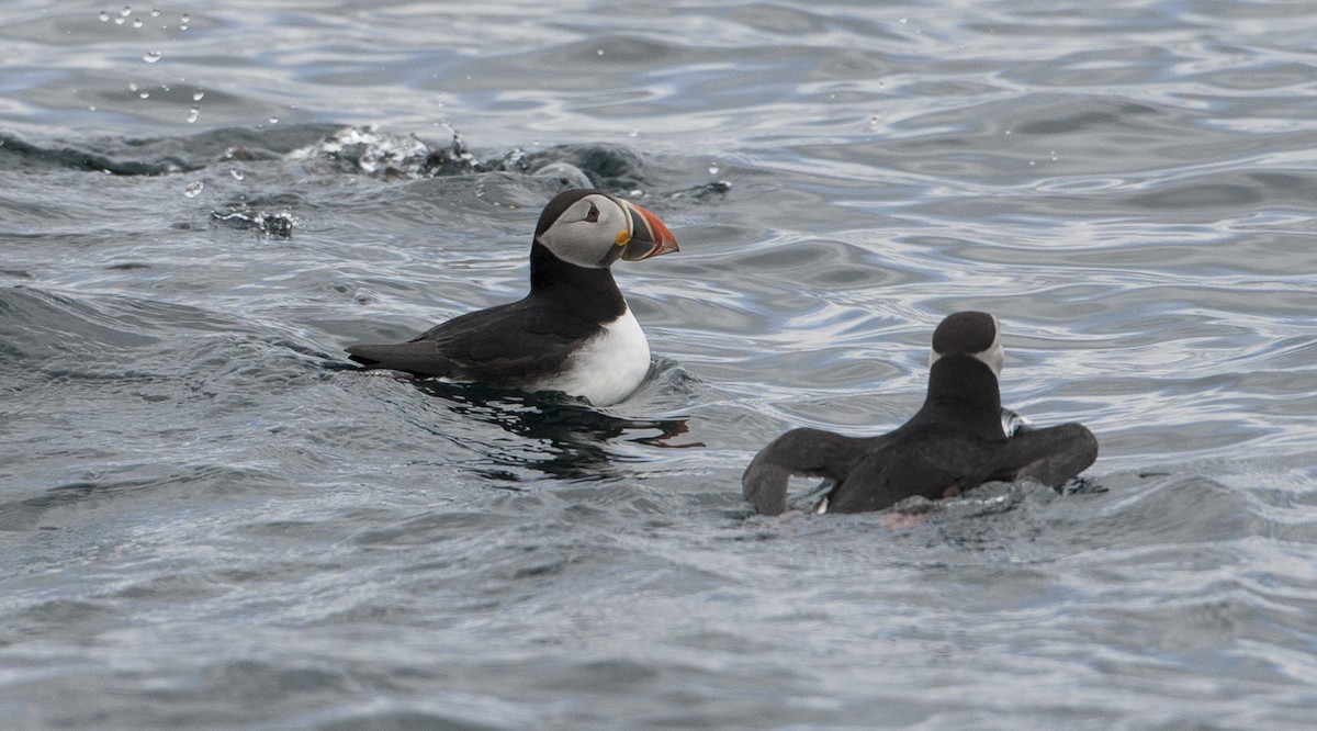 Atlantic Puffin - ML26332761