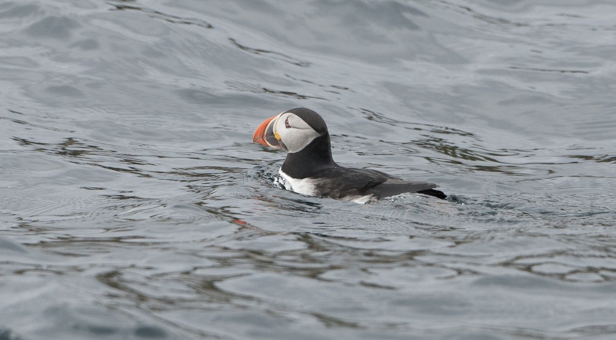 Atlantic Puffin - ML26332771