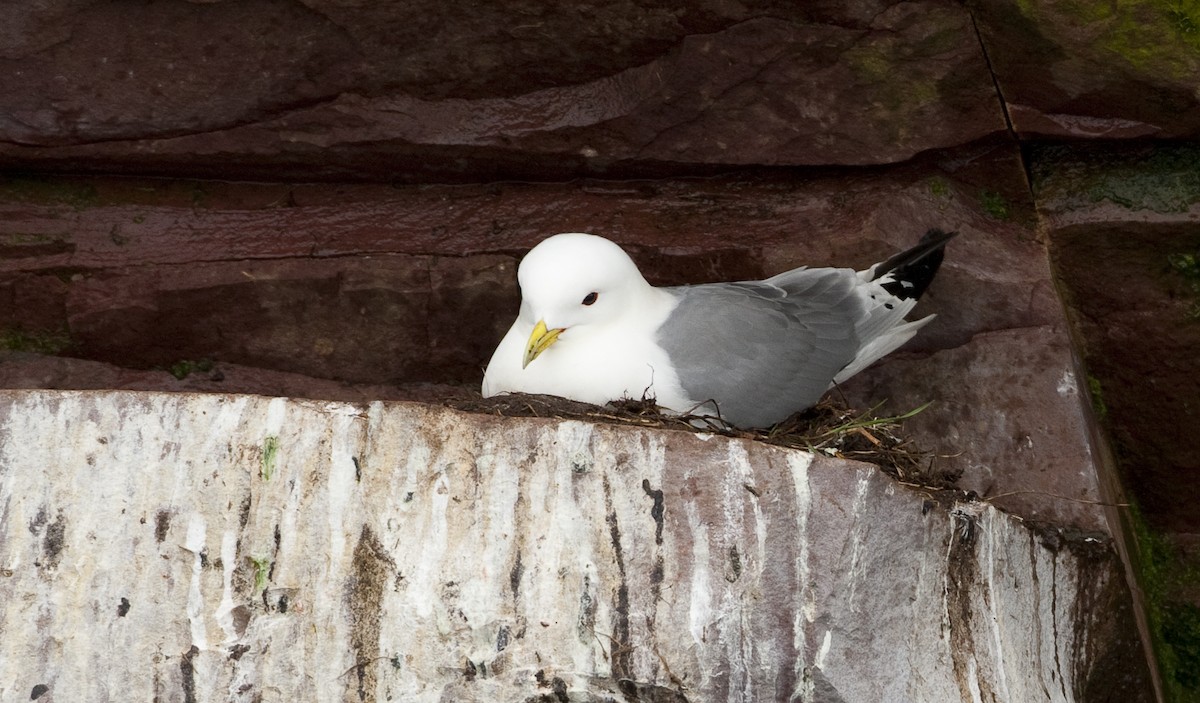 Black-legged Kittiwake - ML26332811