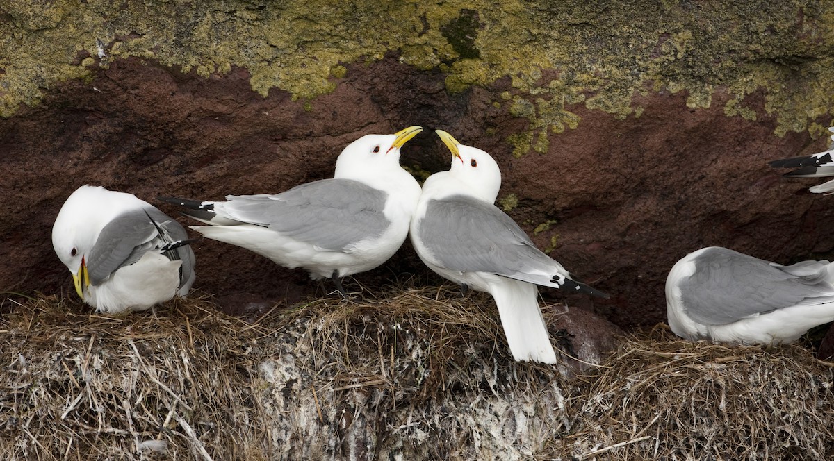 Black-legged Kittiwake - ML26332851