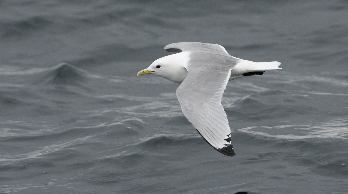 Black-legged Kittiwake - Brian Sullivan