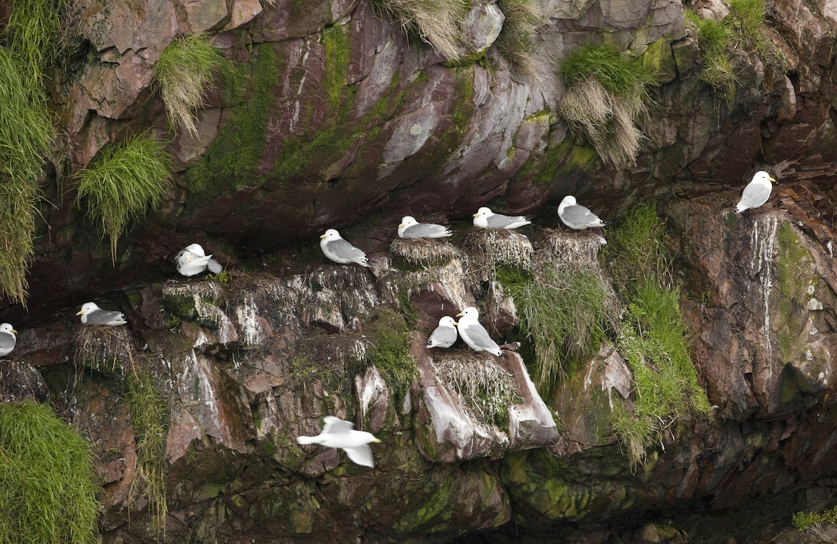 Black-legged Kittiwake - ML26332881