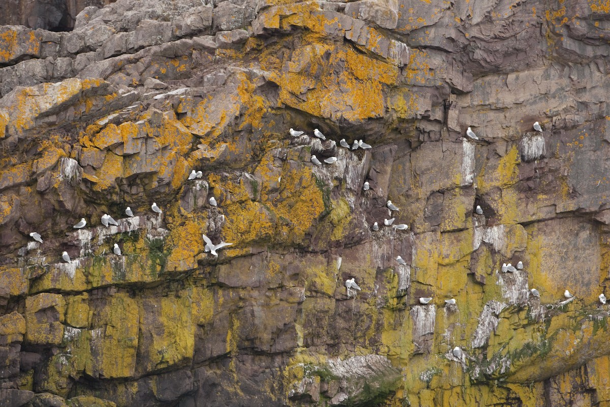 Black-legged Kittiwake - ML26332891