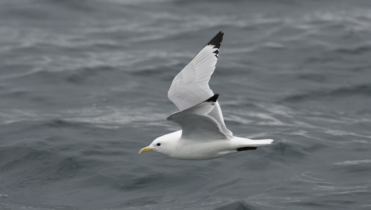 Black-legged Kittiwake - ML26332901