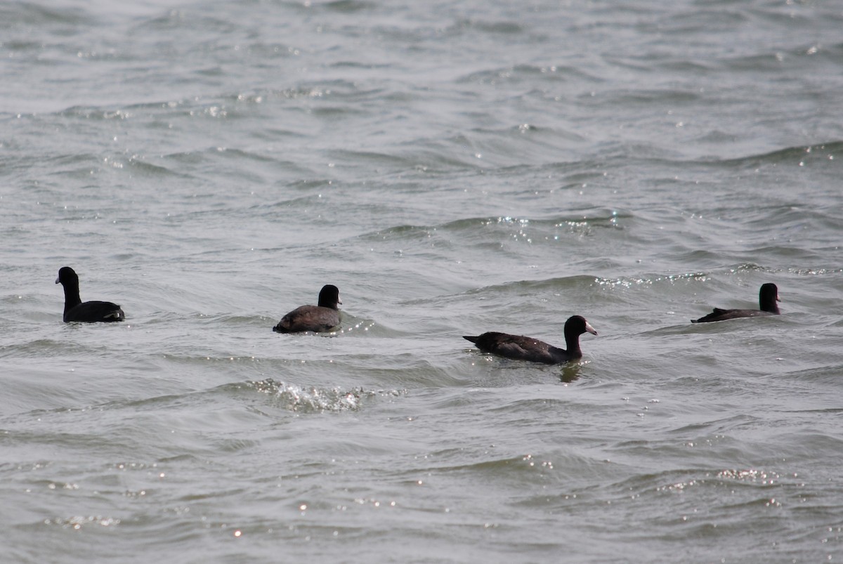 American Coot - ML263329891