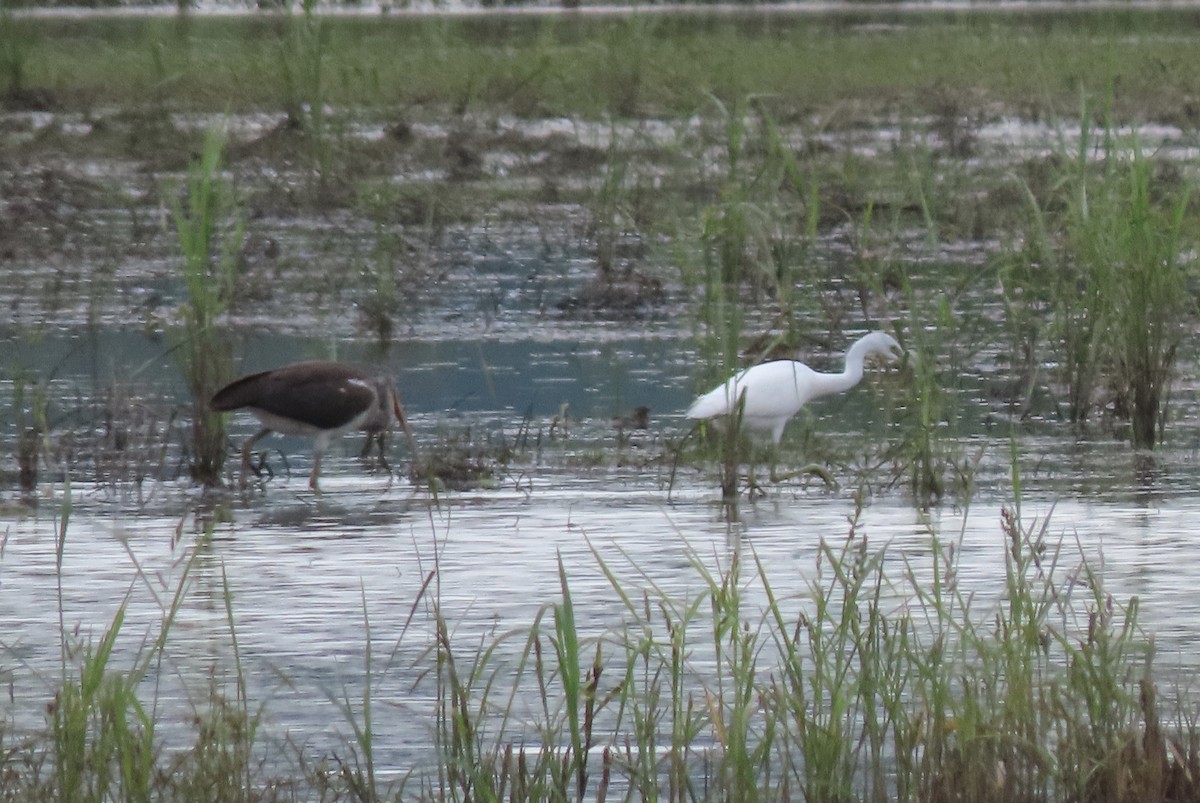 Little Blue Heron - ML263330451